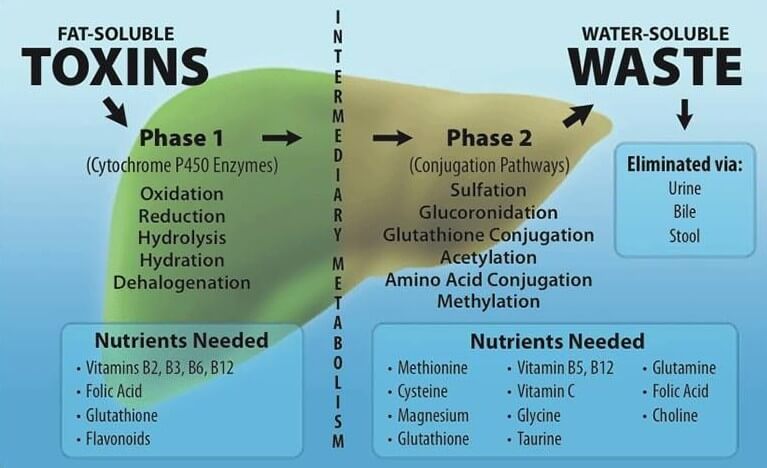 My City Life - Your body deals with daily doses of toxins, Most of these  toxins can be filtered out through the kidneys and liver. If you want to  get a complete