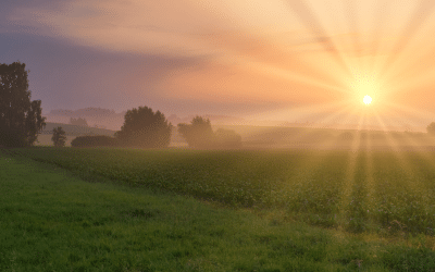 How’s Your Light Life?