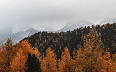 October 2025 Newsletter